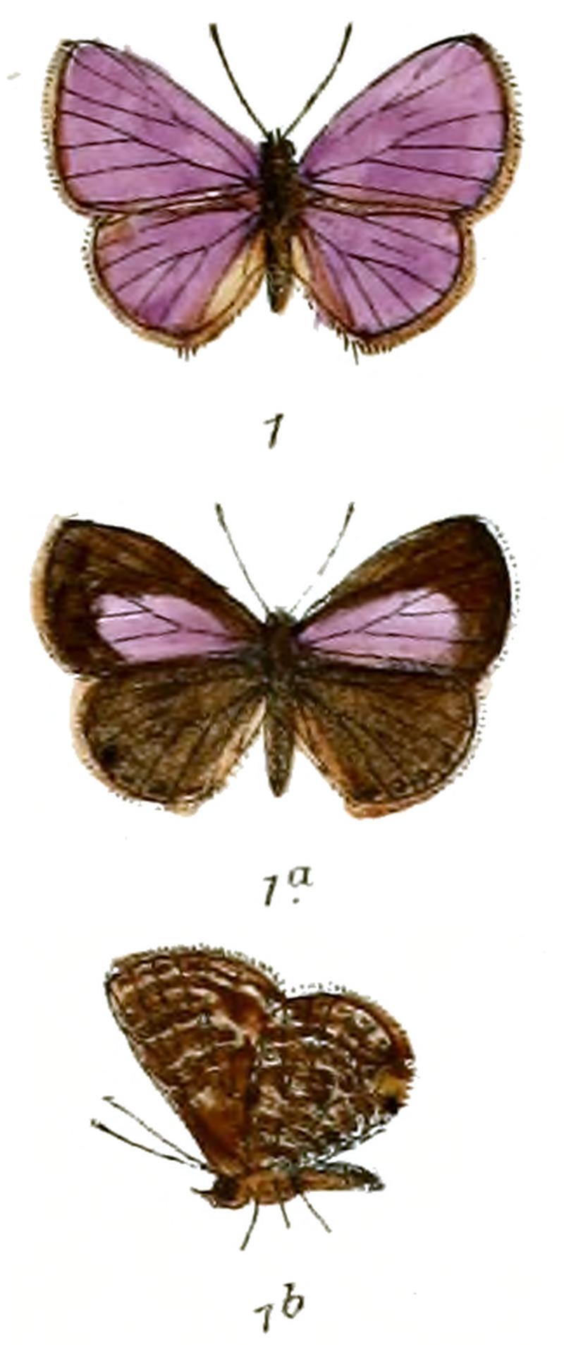 Nacaduba dana