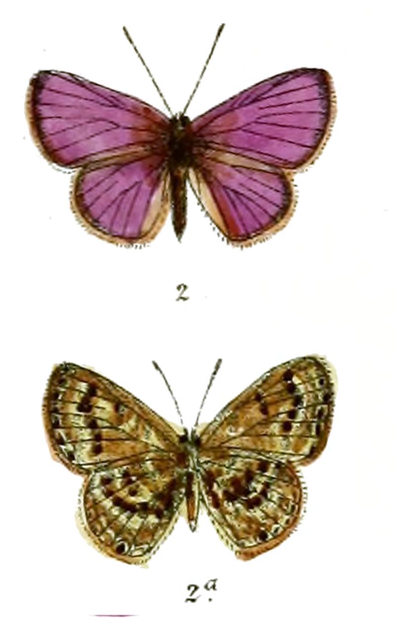 Nacaduba hampsoni