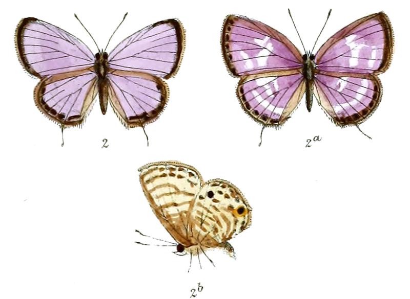 Nacaduba kerriana