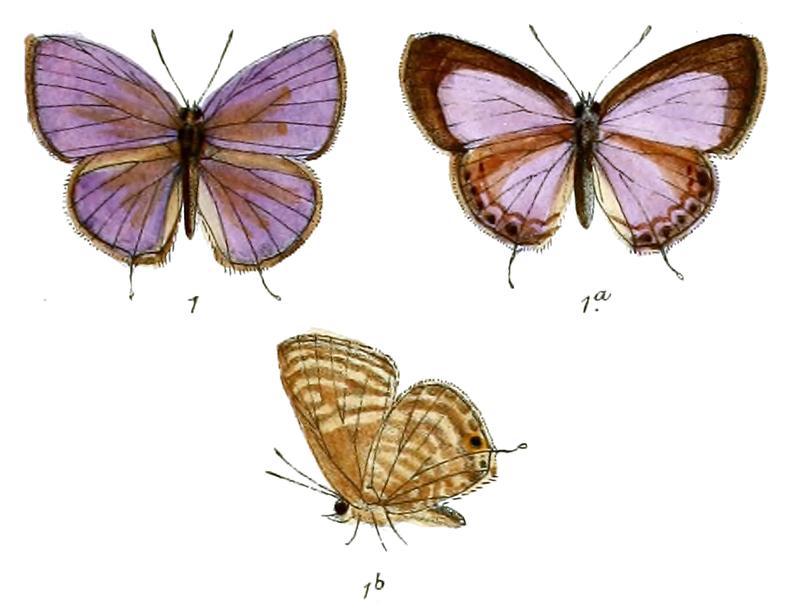Nacaduba macropthalma