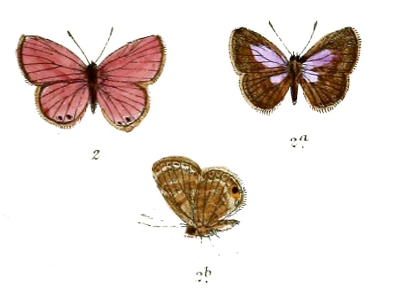 Nacaduba noreia