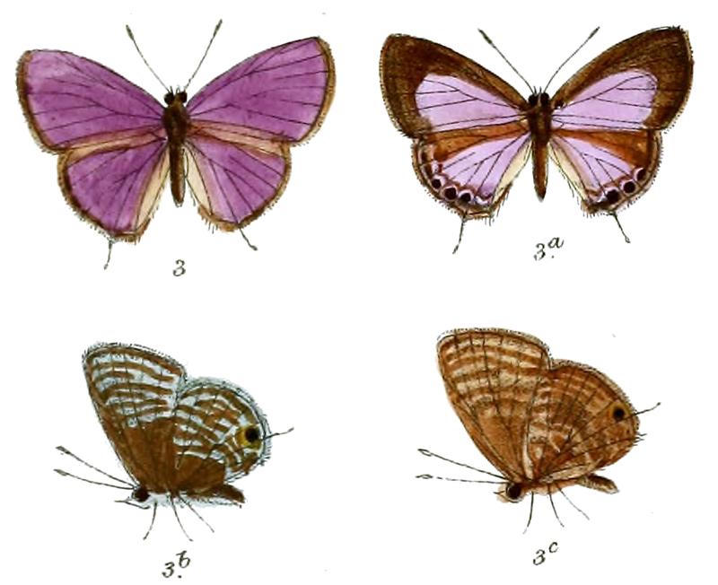 Nacaduba pavana