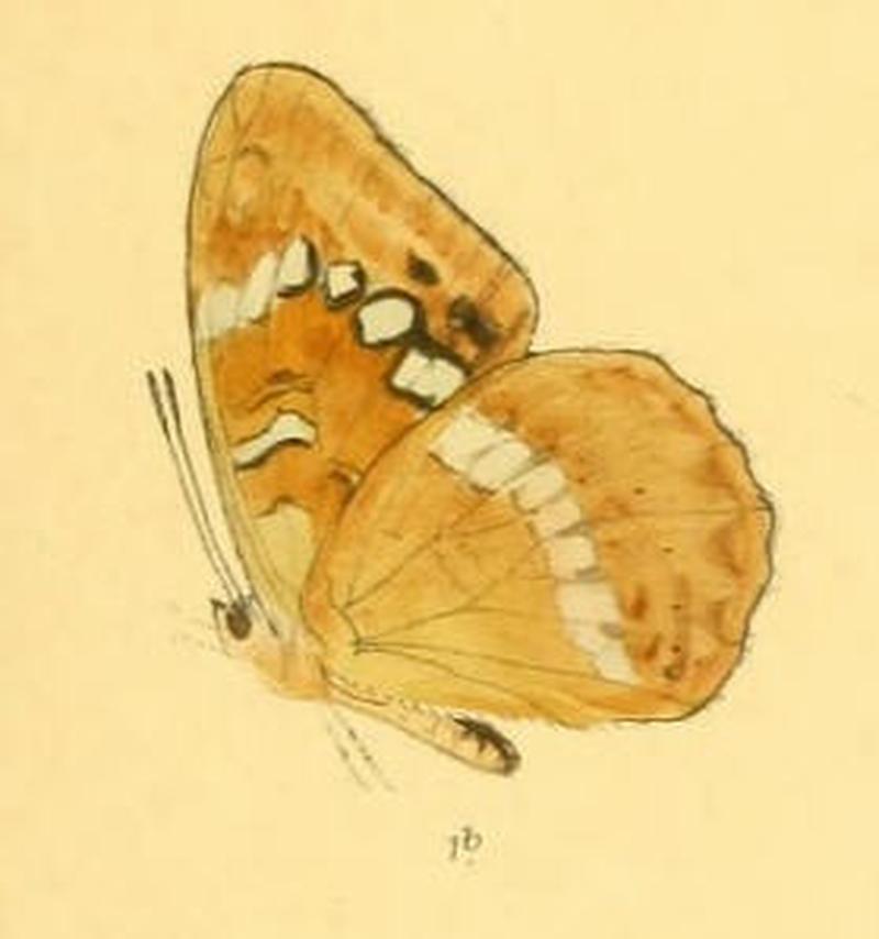 NajasHydaspes256 1b