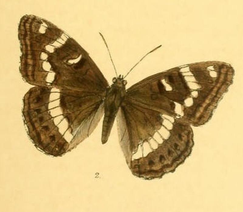 NajasLigyes255 2