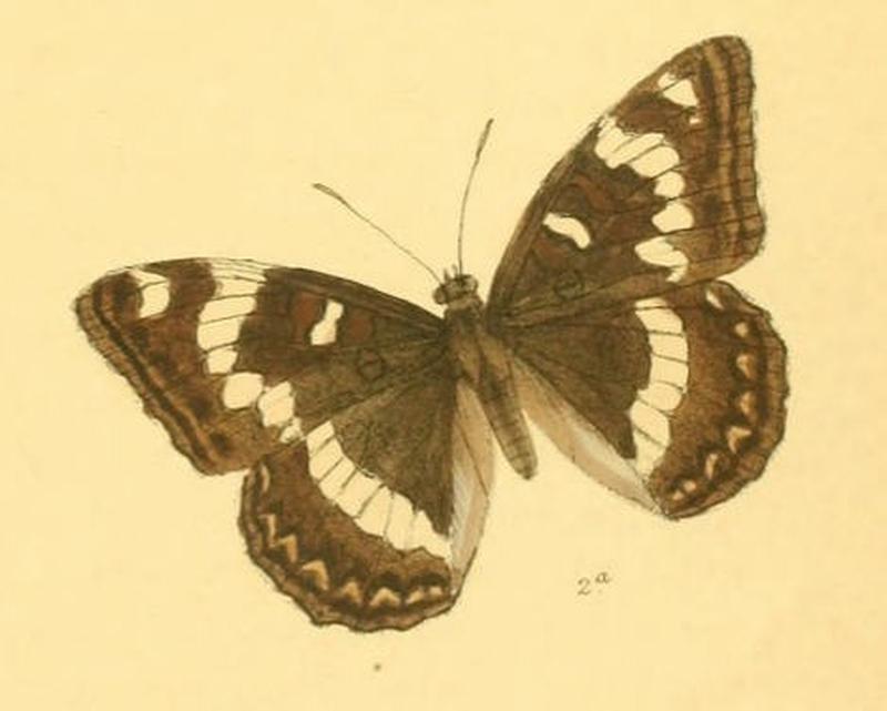 NajasLigyes255 2a
