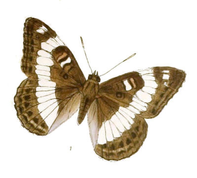 NajasTrivena255 1