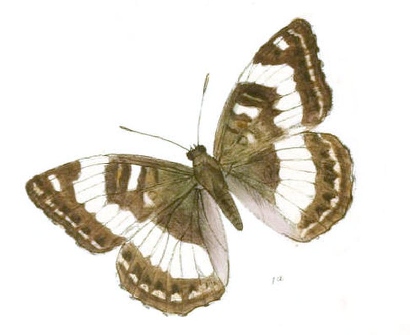 NajasTrivena255 1a
