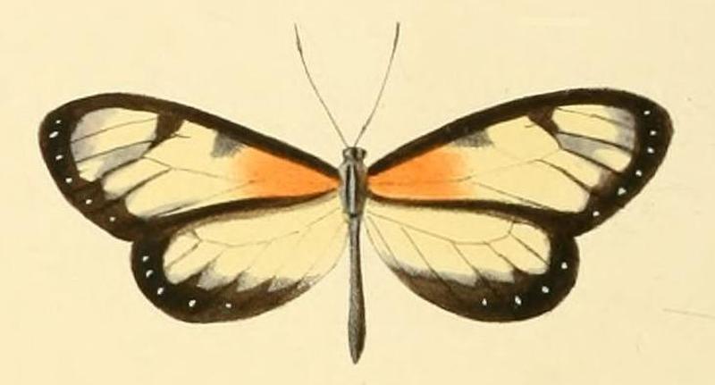 Napeogenes tolosa