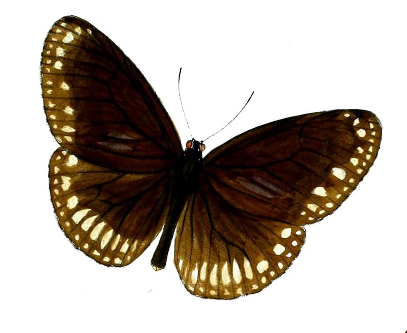 NarmadaCoreoides 51 1