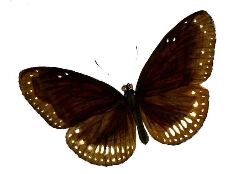 NarmadaMontanaF 51 2a