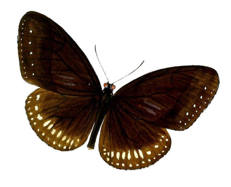 NarmadaMontana 51 2