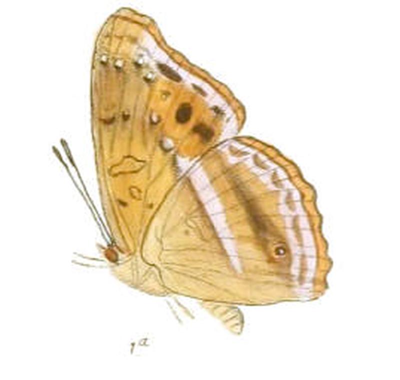 NarsengaParvata194 1a