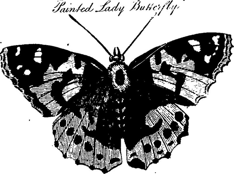 Natural history Fleuron T077051-46