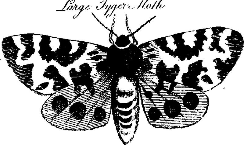 Natural history Fleuron T077051-47