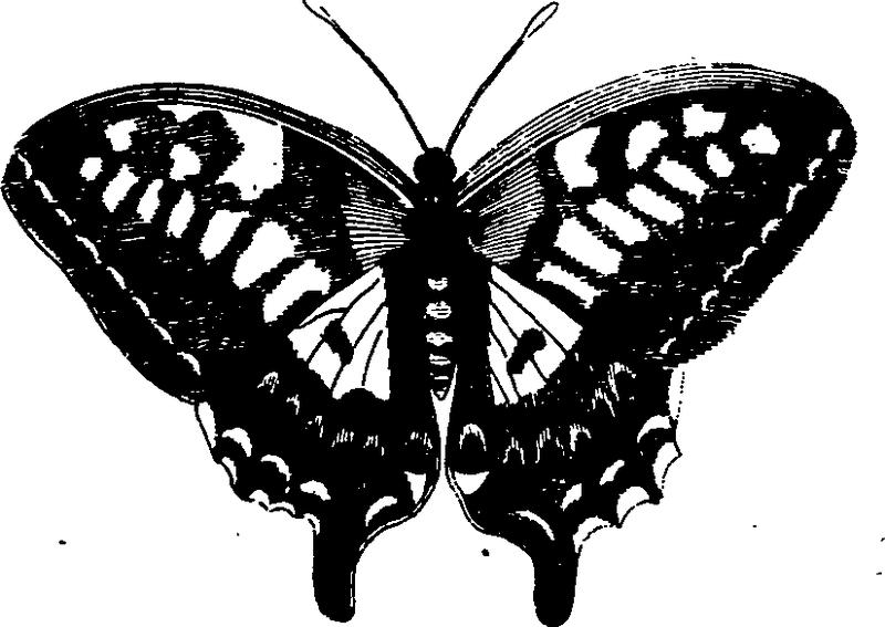 Natural history Fleuron T077051-48