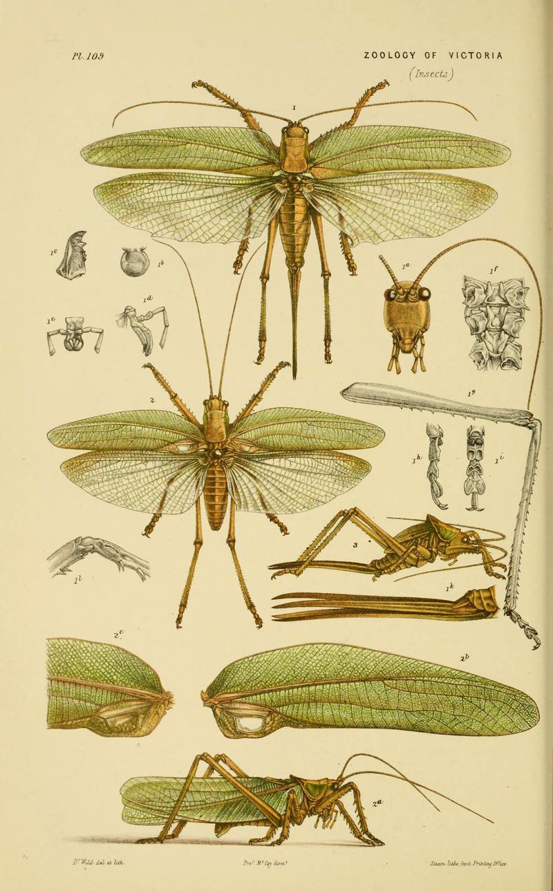 Natural history of Victoria (Pl. 109) (6008514100)