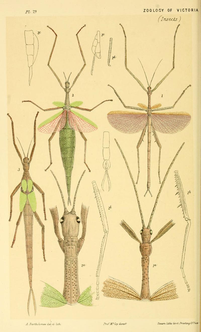 Natural history of Victoria (Pl. 79) (5998829322)