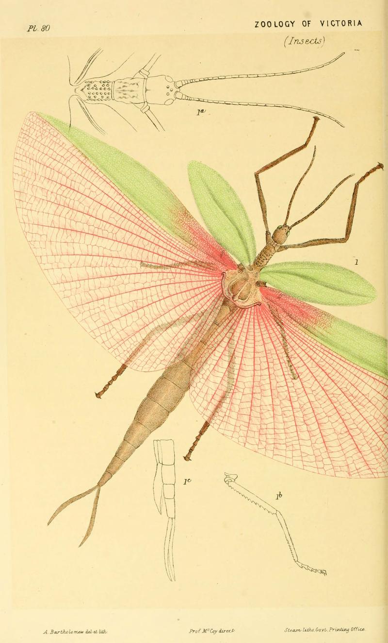 Natural history of Victoria (Pl. 80) (5998830110)