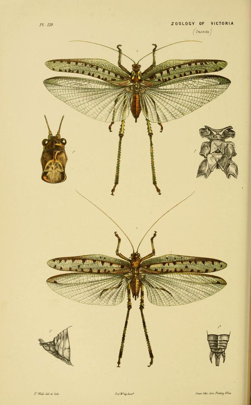 Natural history of Victoria (Plate 120) (6007967853)