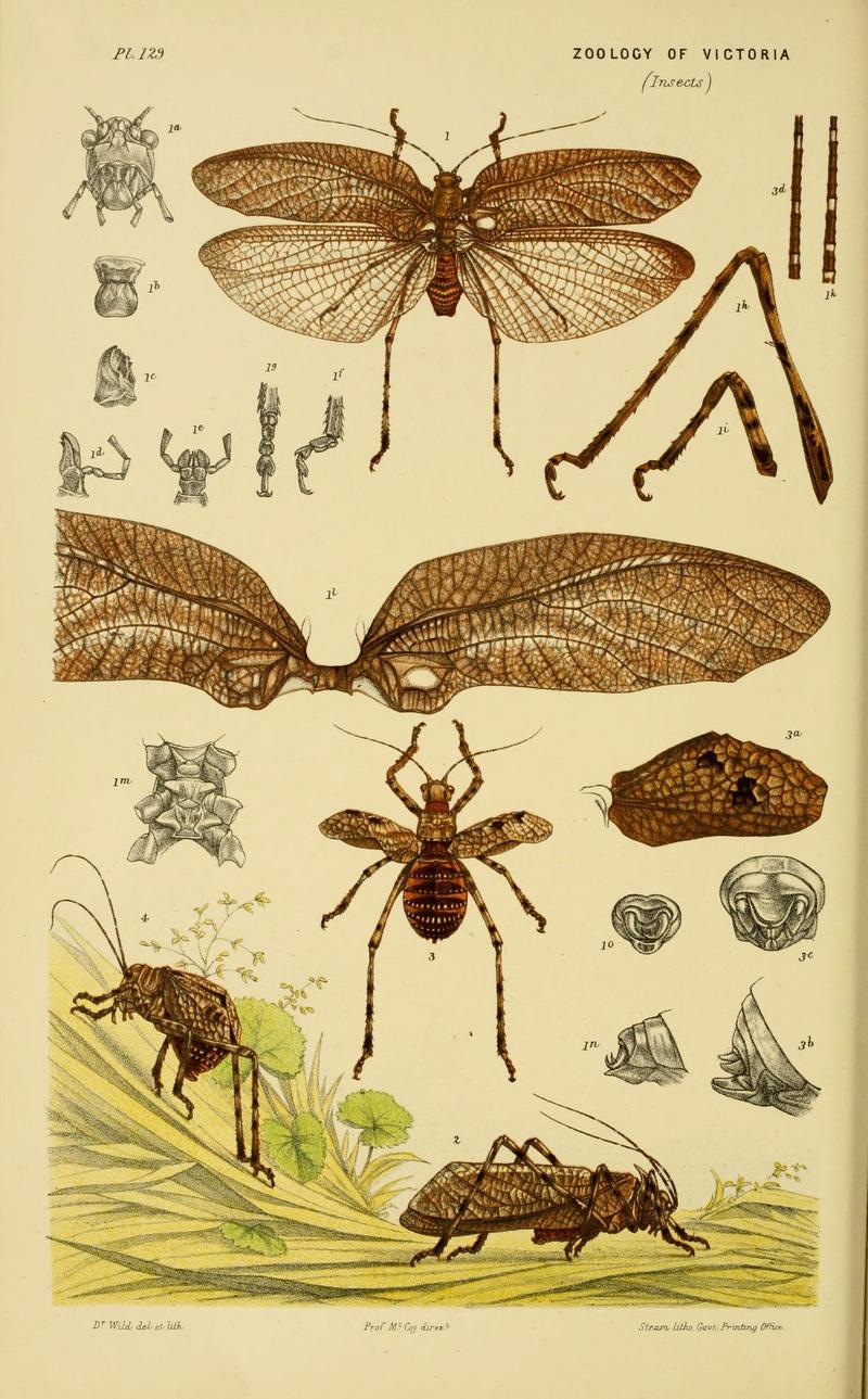 Natural history of Victoria (Plate 129) (6008516980)