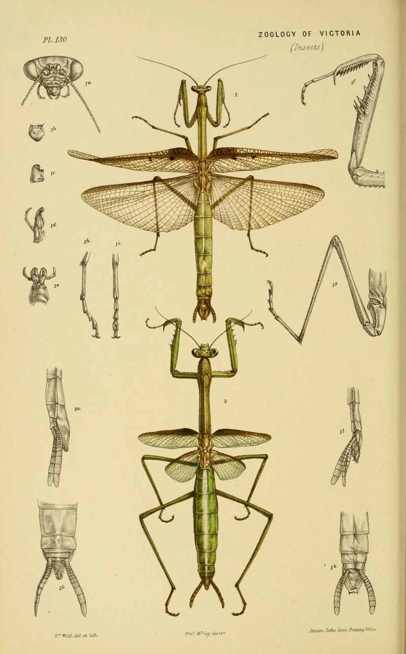 Natural history of Victoria (Plate 130) (6008517088)