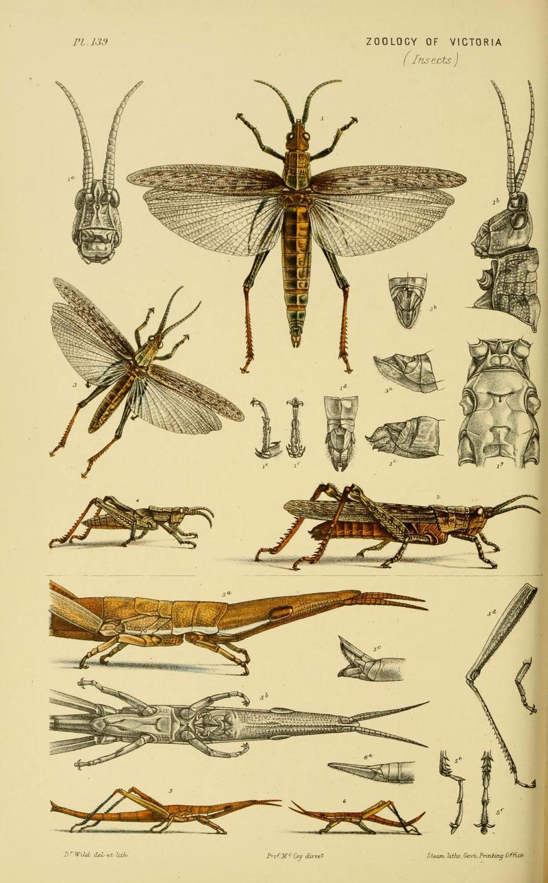 Natural history of Victoria (Plate 139) (6008518390)