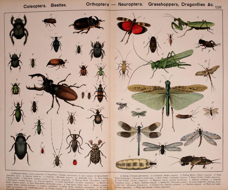 Natural history of the animal kingdom for the use of young people (Plate XXIV) (5974465081)