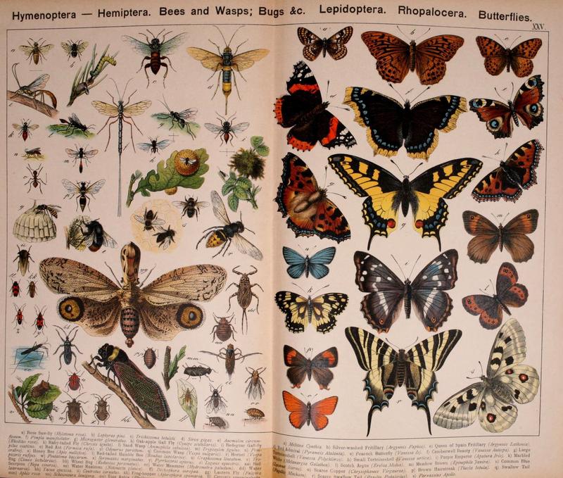 Natural history of the animal kingdom for the use of young people (Plate XXV) (5974465339)