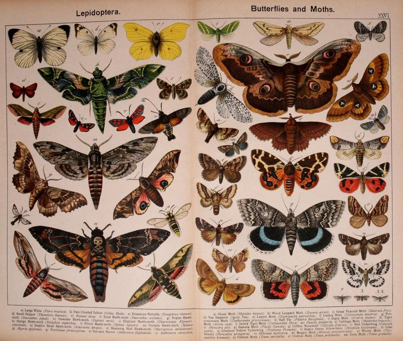 Natural history of the animal kingdom for the use of young people (Plate XXVI) (5975025648)