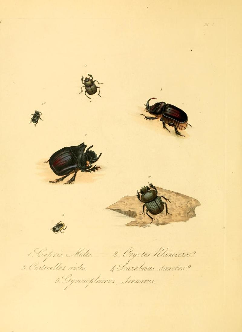 Natural history of the insects of China (Pl. 1) (6914526080)