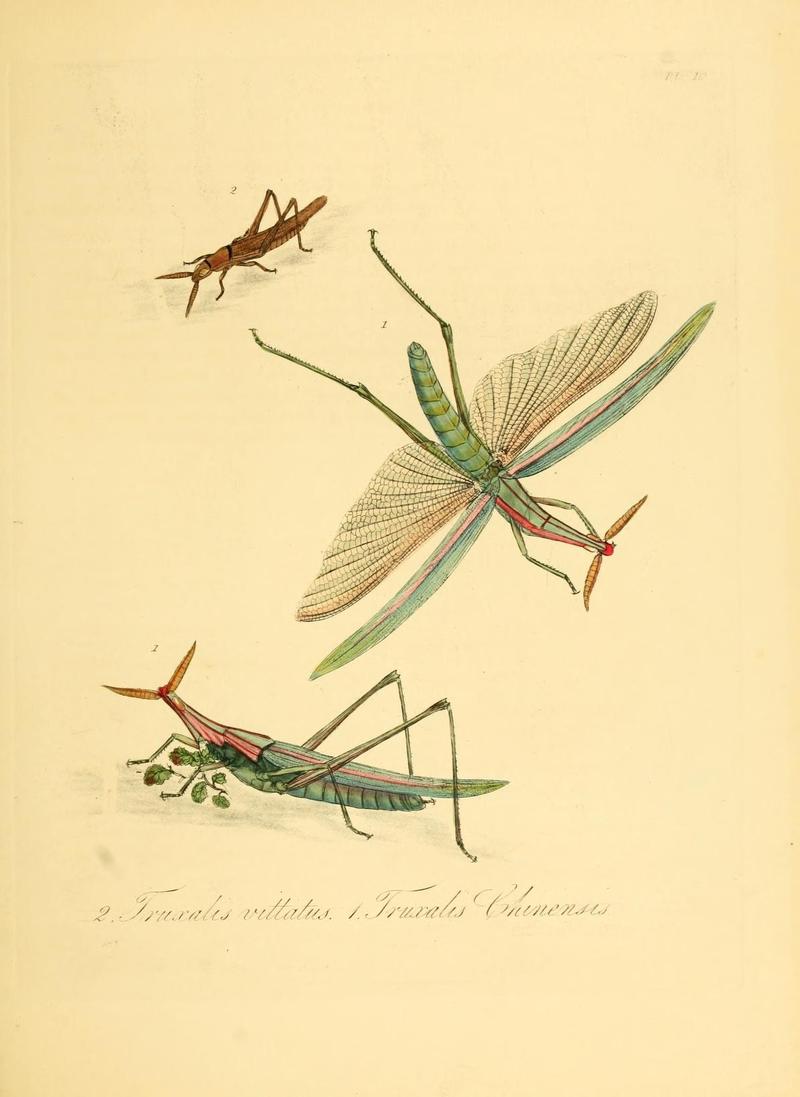 Natural history of the insects of China (Pl. 10) (7060613201)