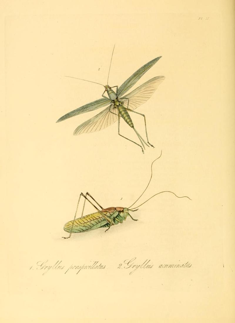 Natural history of the insects of China (Pl. 11) (7060613651)