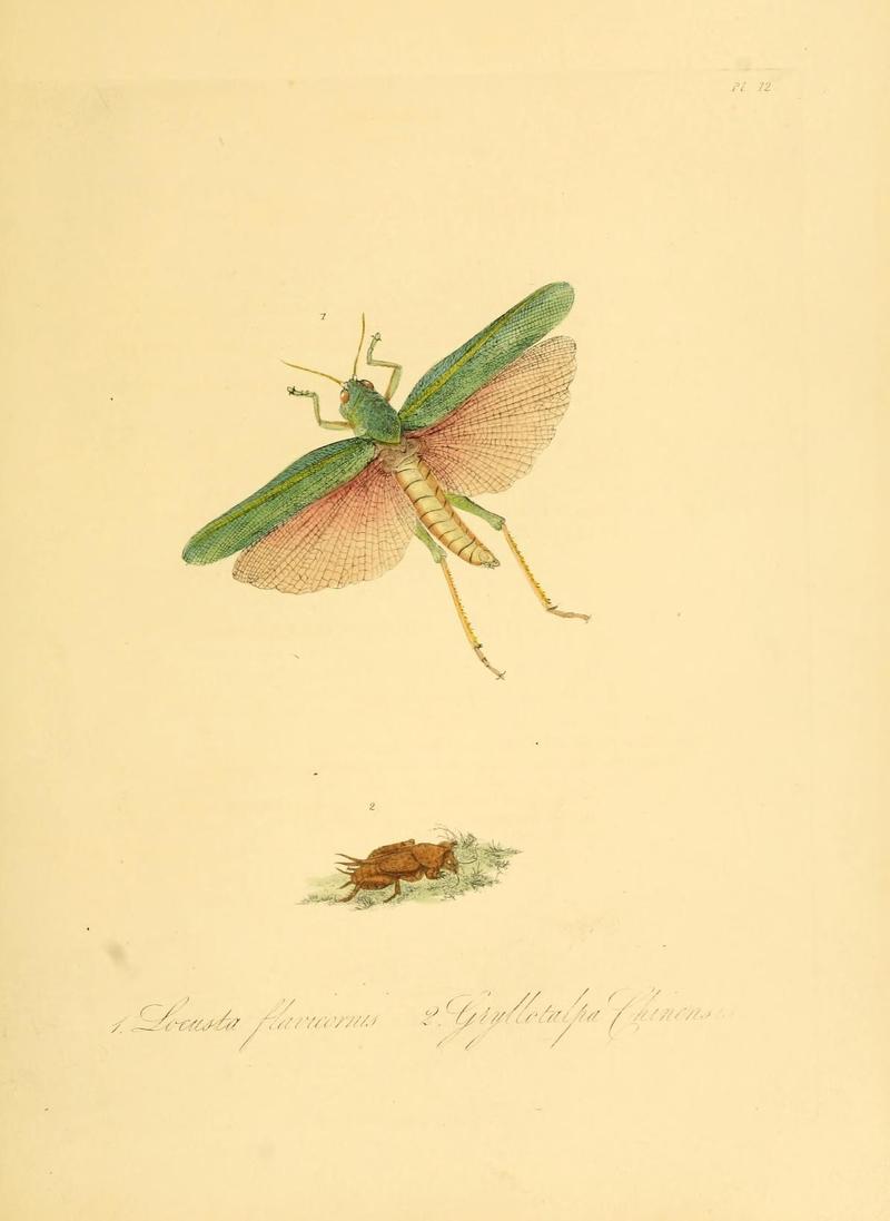 Natural history of the insects of China (Pl. 12) (7060614125)