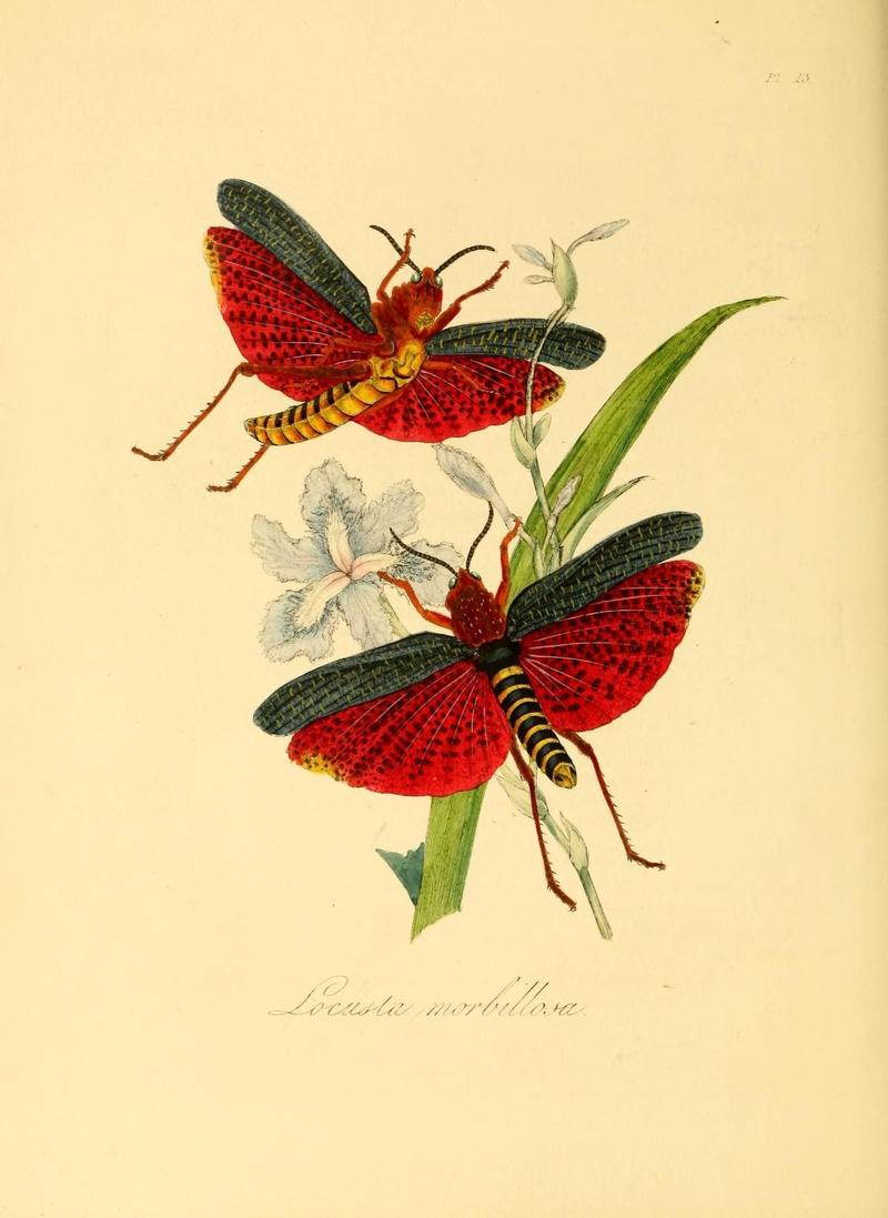 Natural history of the insects of China (Pl. 13) (6914531920)