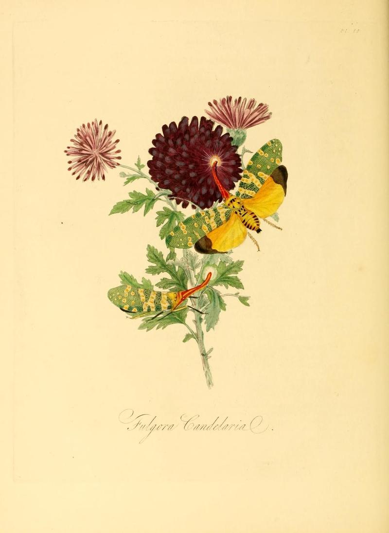 Natural history of the insects of China (Pl. 14) (6914532608)