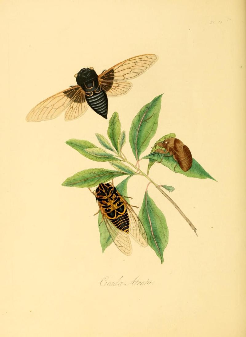 Natural history of the insects of China (Pl. 15) (7060615837)