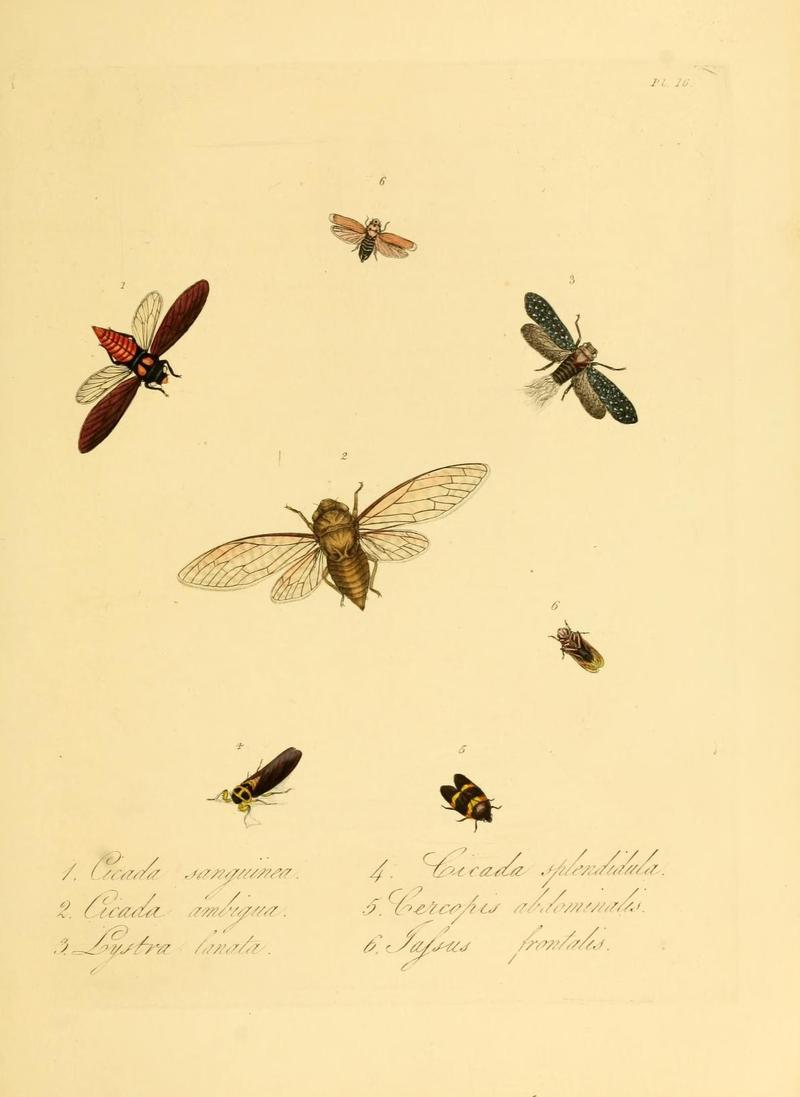 Natural history of the insects of China (Pl. 16) (6914533514)