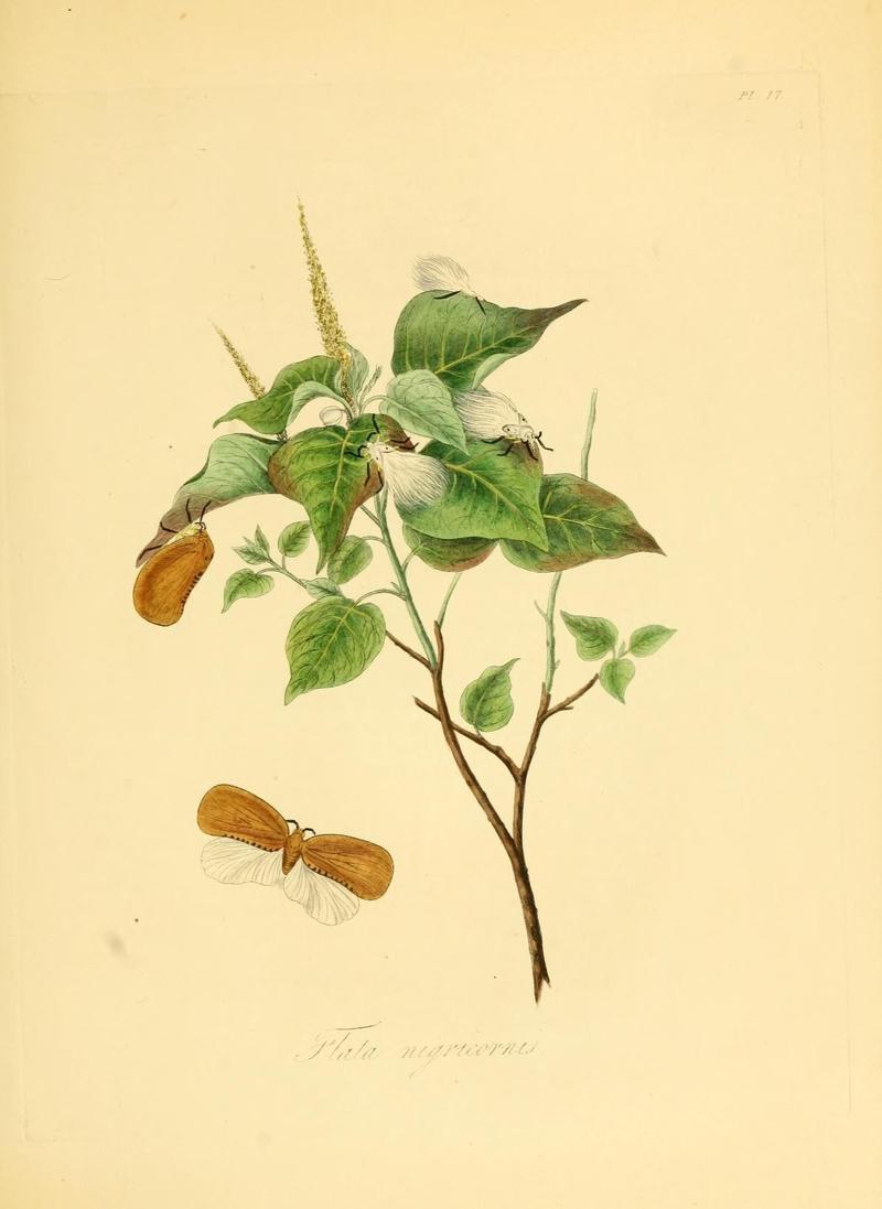 Natural history of the insects of China (Pl. 17) (6914533884)