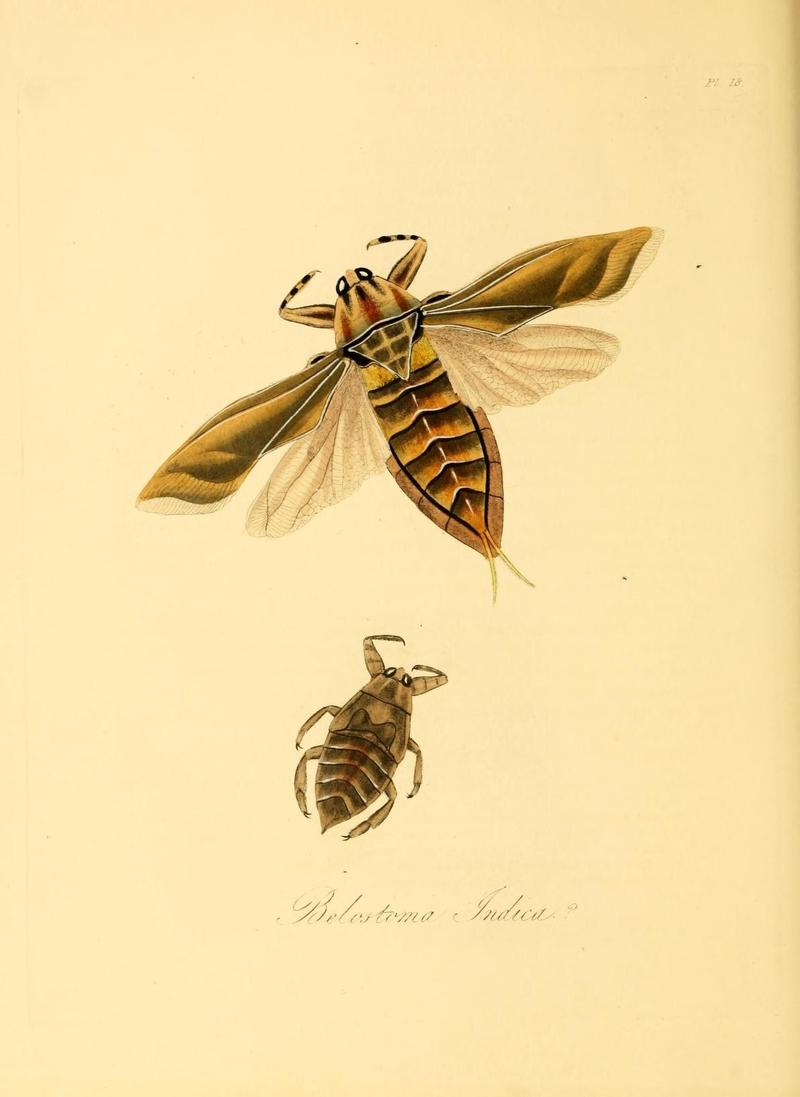 Natural history of the insects of China (Pl. 18) (6914534518)