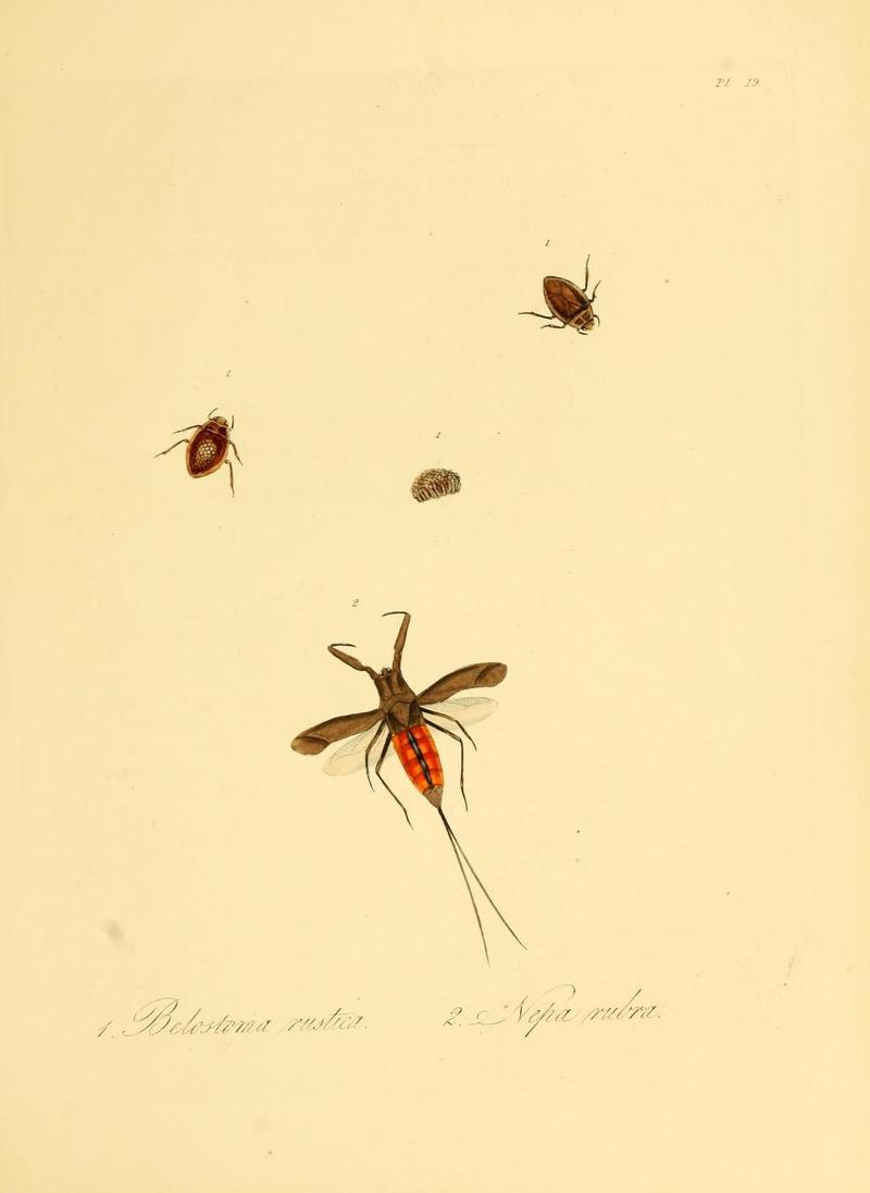 Natural history of the insects of China (Pl. 19) (7060617567)