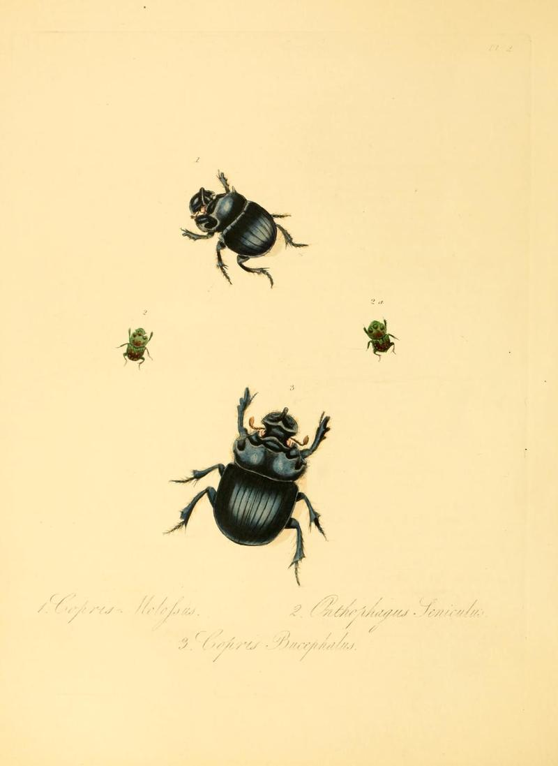 Natural history of the insects of China (Pl. 2) (7060609555)