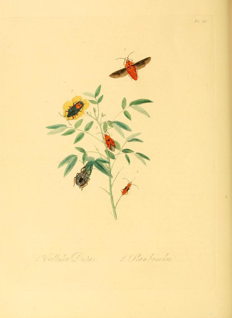 Natural history of the insects of China (Pl. 20) (6914535174)