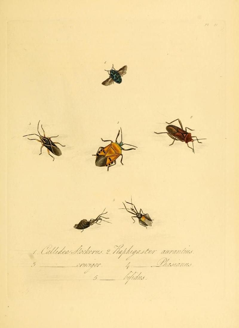 Natural history of the insects of China (Pl. 21) (6914535598)