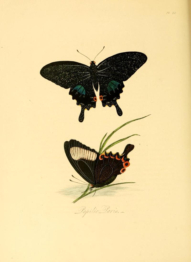 Natural history of the insects of China (Pl. 22) (6914536010)