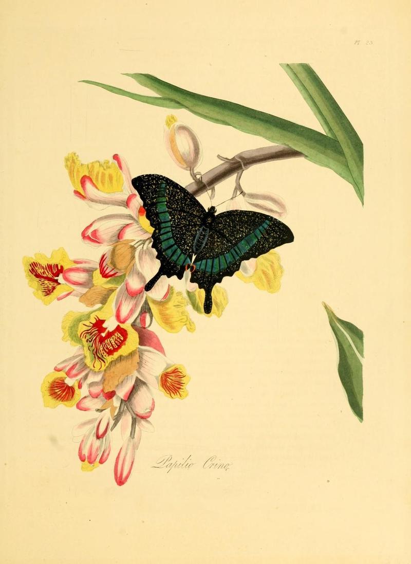 Natural history of the insects of China (Pl. 23) (7060619121)