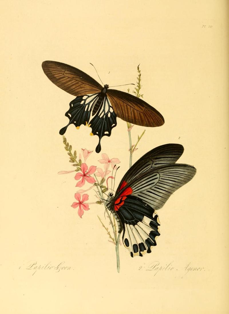 Natural history of the insects of China (Pl. 24) (6914536964)