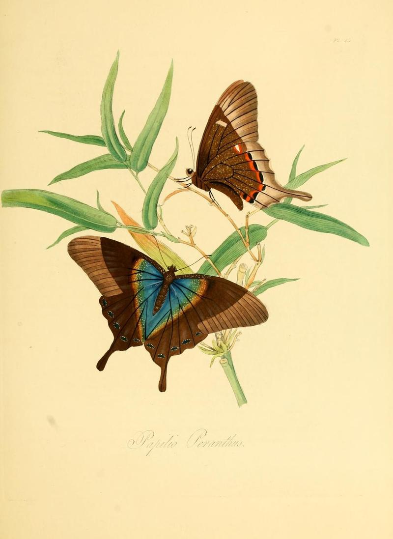 Natural history of the insects of China (Pl. 25) (7060620223)