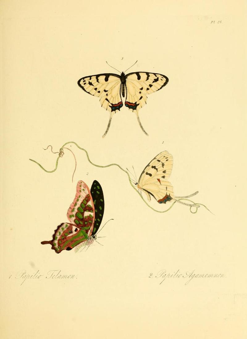 Natural history of the insects of China (Pl. 26) (7060620617)