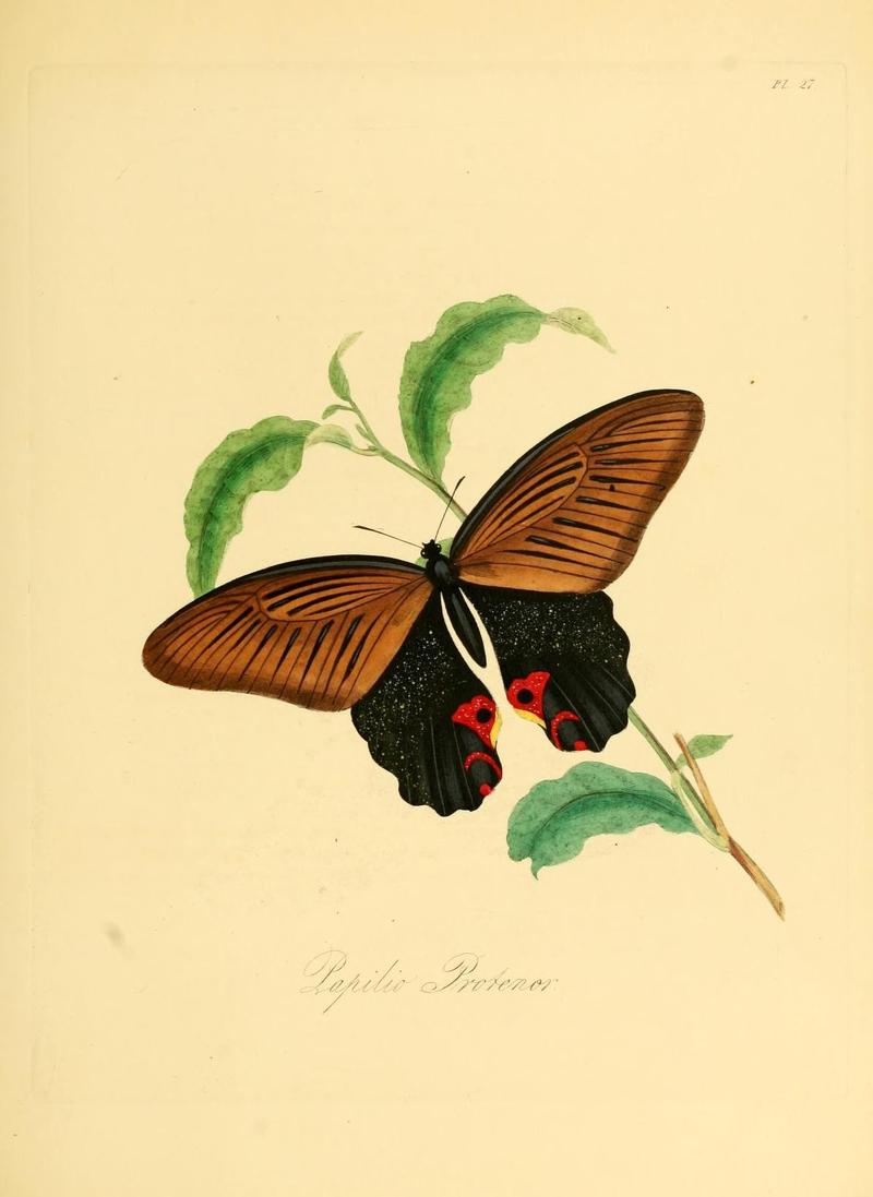 Natural history of the insects of China (Pl. 27) (7060621001)