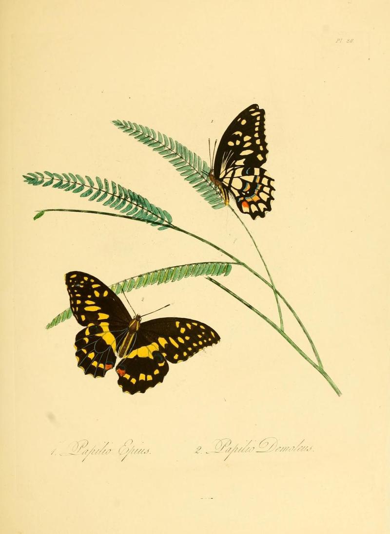 Natural history of the insects of China (Pl. 28) (7060621319)